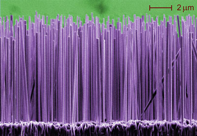 A forest of nanowires