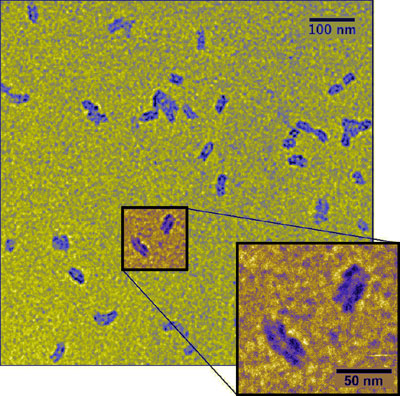 transmission electron microscopy image of the organic nanotube traps