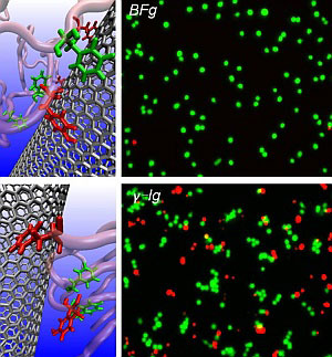 Nanotubes coated with the blood proteins BFG