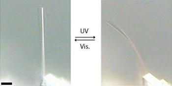 Thin crystals of salicylideneaniline curl over upon exposure to UV