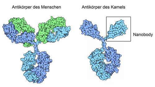 Antikörper und Nanobody