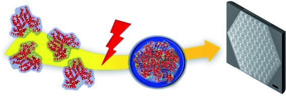 Adjustable protein microlenses made by femtosecond laser direct writing