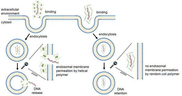 Polymers as gene delivery agents