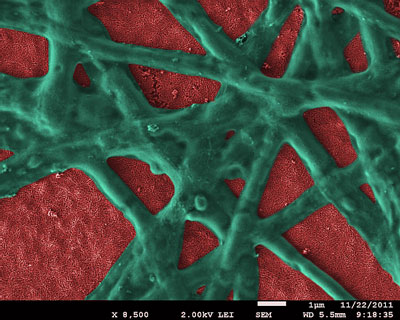 Hematite nanoparticle film (red) with functional phycocyanin network