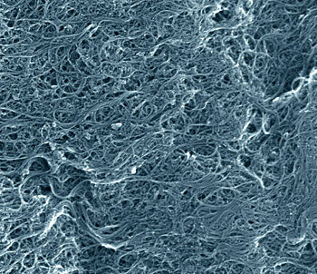 Scanning electron microscope image of a typical sample of single-wall carbon nanotube soot