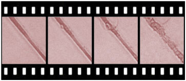A series of transmission X-ray microscopy images
