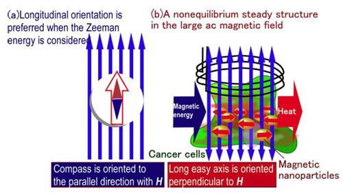 An oriented structure of magnetic nanoparticles in hyperthermia treatment of cancer
