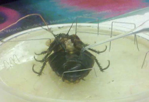 biofuel cell implanted into a cockroach