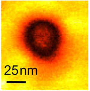 metallic conductivity in ferroelectric nanodomain