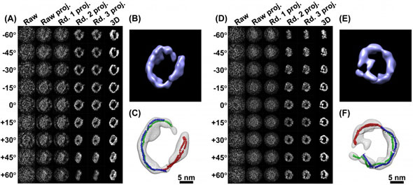 -D images from a single particle (A) a series of images of an ApoA-1 protein particle