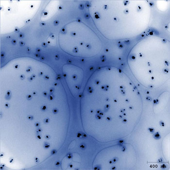 Silber-Nanopartikel auf Lachs-DNA