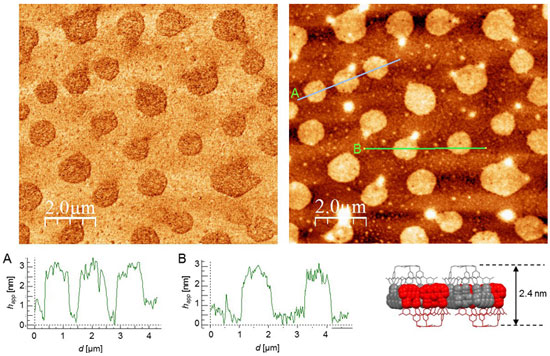 atomic force microscopy images of individual planes of two-dimensional polymers