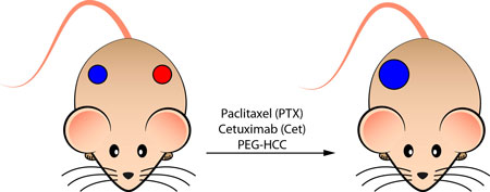 dual subcutaneous tumors were treated with the new Cet/PTX/PEG-HCC mixture, a carbon nanoparticle-based chemotherapeutic drug