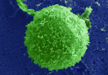 Green cells