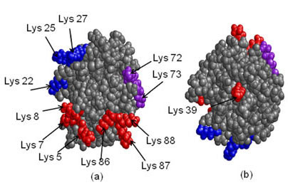 Front and back face of Cytochrome C