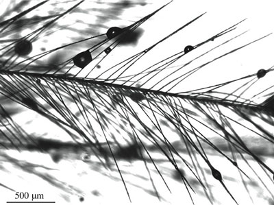 droplets on feather fibers
