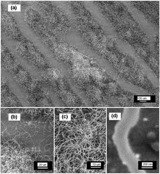 Scanning electron microscope pictures of nanofibers of poly ethyl cyanoacrylate grown on fingerprint ridges