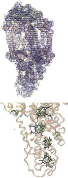 More effective method of imaging proteins