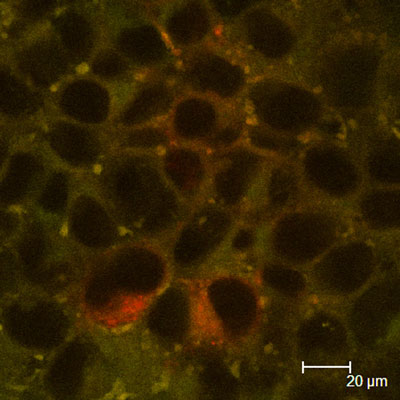 50 nm carboxylated polystyrene nanoparticles (green) interacting with a cell culture model of the intestinal epithelium