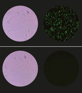 Micrographs of GFP-expressing bacteria before and after lysis
