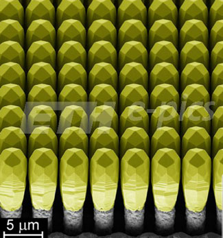 Perspective scanning electron micrograph of an array of 8 micrometers tall, facetted Germanium crystals grown on Silicon pillars