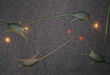 Nerve cells growing on a three-dimensional nanocellulose scaffold