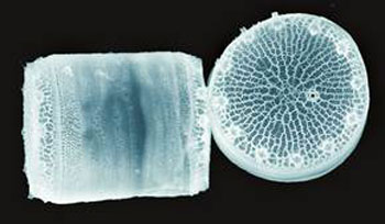 marine diatom Thalassiosira pseudonana
