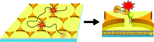 Gold triangle nanoparticles paired tip-to-tip in a bow-tie formation, serve as optical antennas