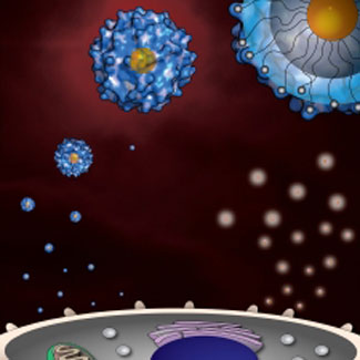 Gold nanoparticles modified with chemical residues interact with immune cells