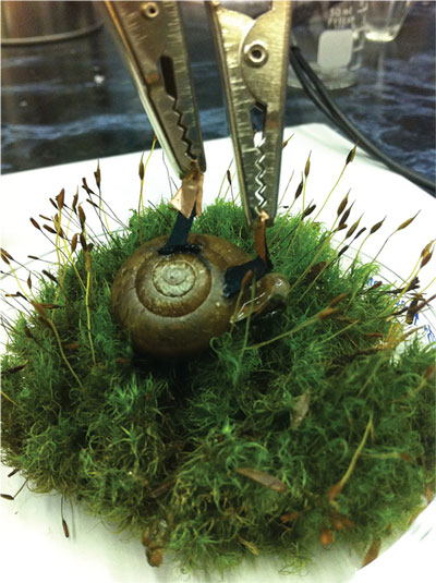Photograph of a snail with implanted biocatalytic electrodes connected with crocodile clips to the external circuitry
