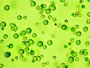 Algae, a source of energy: KIT will present a photobioreactor for the cultivation of microalgae at the 2012 Hannover Messe