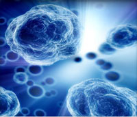enzymes