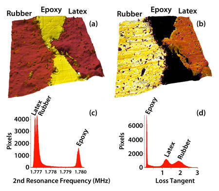 AFM image of a cryotomed latex/epoxy/rubber gum polymer sandwich
