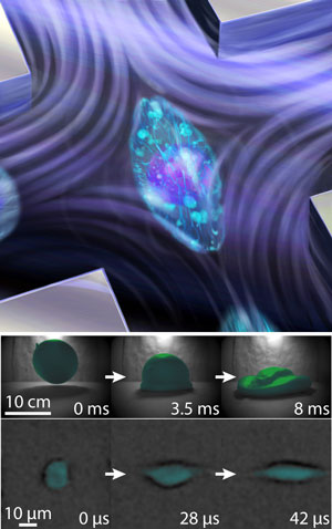 a cell being squeezed in a high-speed fluid flow