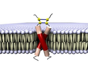 A dimer consisting of E5 molecules binding a papillomavirus to the dimer of a membrane receptor