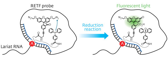 Schematic representation of the reduction reaction between the dye precursor and triphenyl phosphine within the lasso structure of an LaRNA molecule