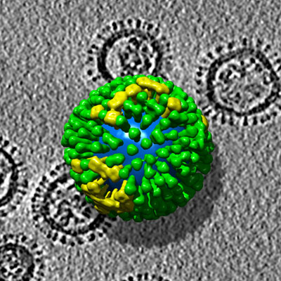 An H3N2 strain of influenza virus