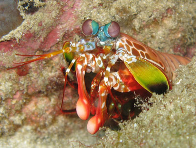 flower mantis shrimp