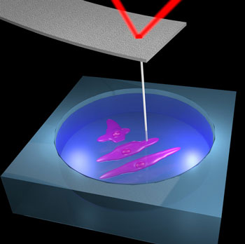 By attaching a long nanoneedle to the end of an AFM probe, researchers can gain high-resolution images of samples in liquid