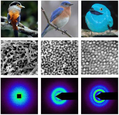 Diversity of non-iridescent or angle-independent feather barb structural colors in birds