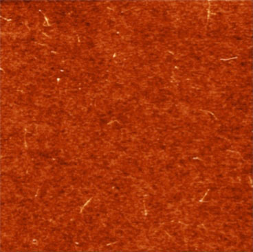 An atomic-force microscope image of a layer of single-walled carbon nanotubes deposited on a silicon surface