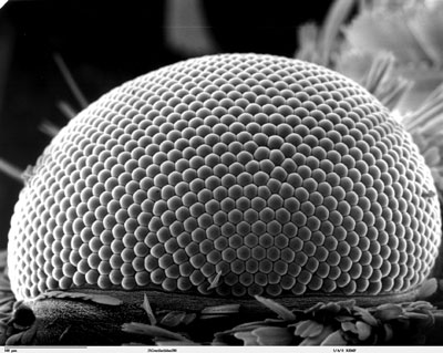 Scanning electron microscope image of the eye on a leaf miner moth
