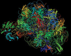'Molecular Assemblers' could mimic the ribosome