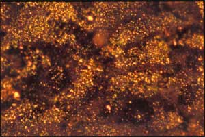 Image of nonmalignant cells after incubation with gold nanorods