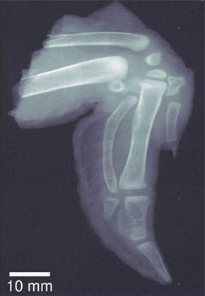 chicken wing x-ray