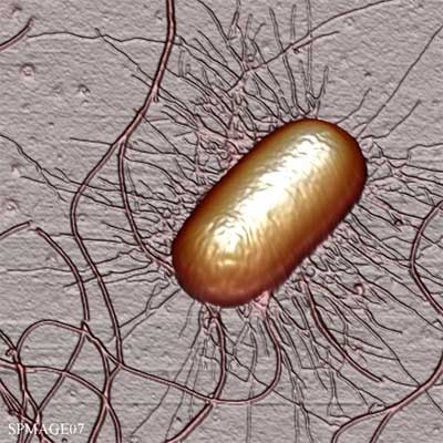Escherichia coli with Pili and Flagella