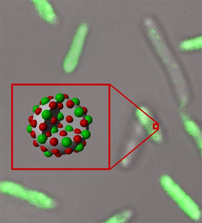 Silica smart bombs deliver knock-out to bacteria