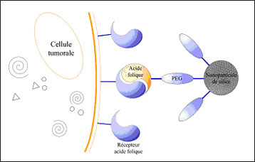 Diagram explaining the recognition of tumor cells by nanoparticules