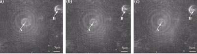 Observation and capturing of 100-nanometer particles of polystyrene using optical tweezers