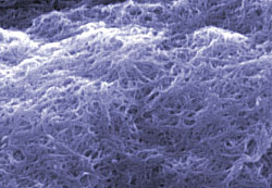 Scanning electron microscope image of 'cleaned' carbon nanotubes